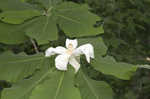 Bigleaf magnolia